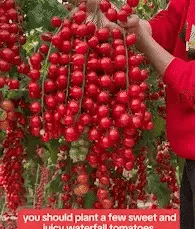 Evergreen & Tomato Seeds - Yn
