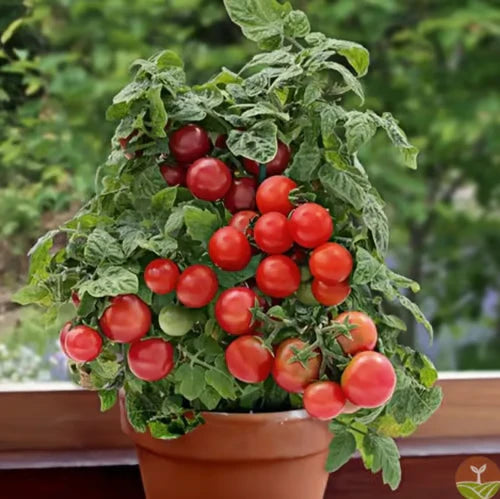 Evergreen & Tomato Seeds - Yn