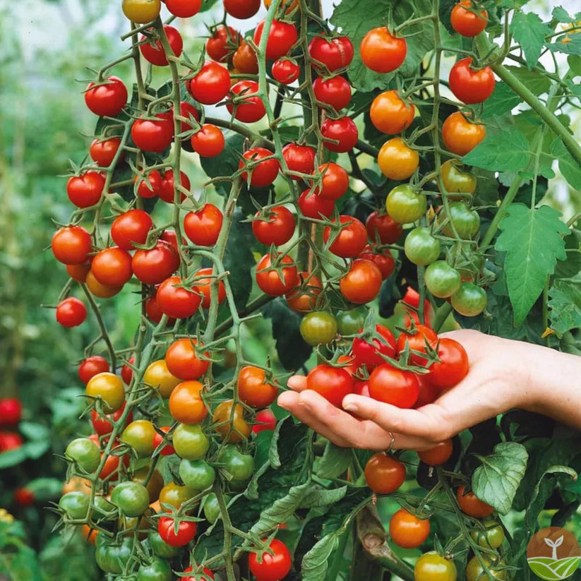 Evergreen & Tomato Seeds - Yn