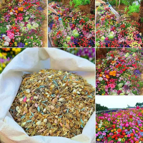 Evergreen Dwarf Grass Seed - YN